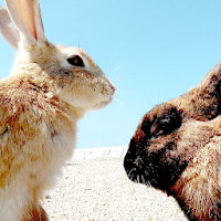 Rabbits Island Guide