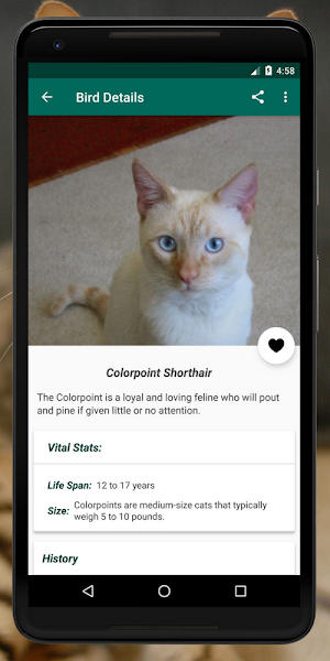Cat Breed: Somali, Rex, burmese, mountain cat info Screenshot 3