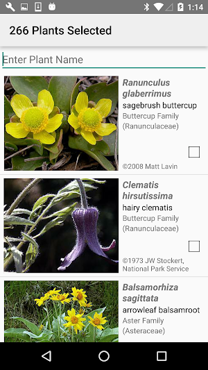 Yellowstone Wildflowers Screenshot 2