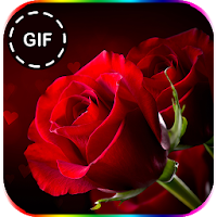 Beautiful flowers 🌺 Gif - Colorful Flowers in HD