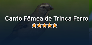 Canto Fêmea de Trinca Ferro Screenshot 3