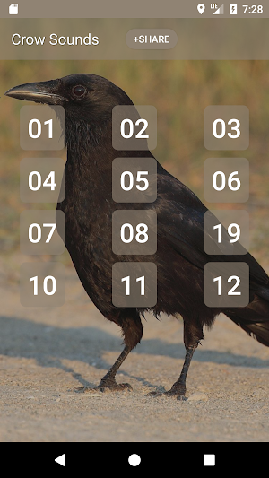 Crow Sounds Screenshot 0
