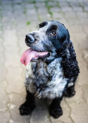Springer Spaniel Dog Wallpaper Screenshot 2