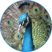 Peacock (Animal) Sounds