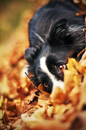 Border Collie Dog Wallpapers Screenshot 2
