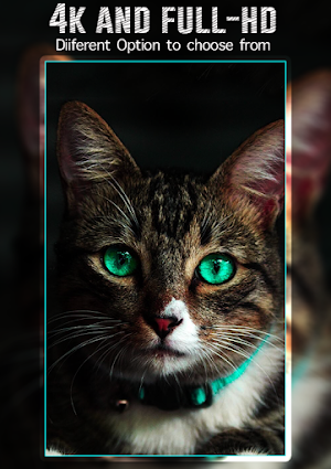kucing wallpaper kucing Screenshot 3