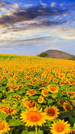 Sunflower Wallpaper Screenshot 3