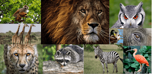 Guess The Animal Quiz Screenshot 3