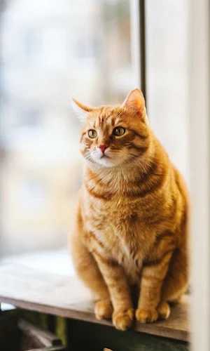 Cat Wallpapers Screenshot 2