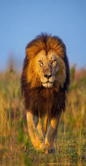 Aslan FM Screenshot 2
