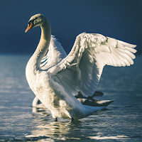 Swan Sounds