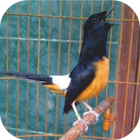 Master Kicau Murai Batu Juara