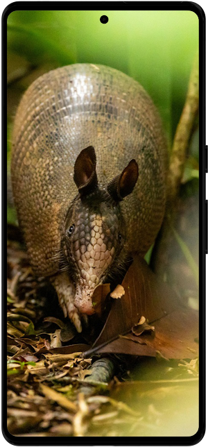 Armadillo Wallpapers HD Screenshot 1