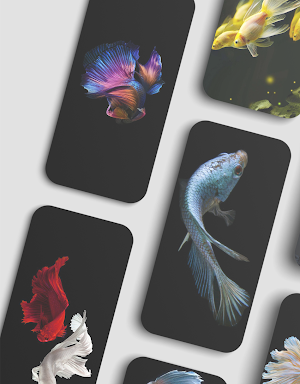 Betta Fish Wallpapers Screenshot 1