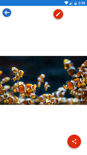 Clownfish, Coral, Sea Life, Underwater Wallpapers Screenshot 1