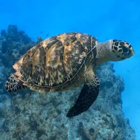 Turtle Live Wallpaper