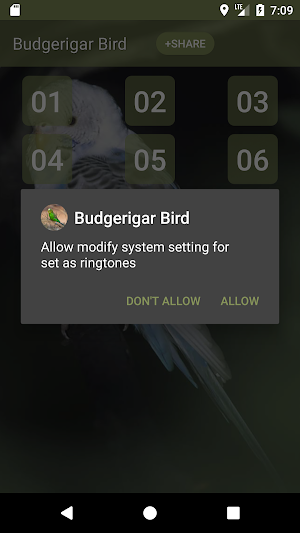 Budgerigar Bird Sounds Screenshot 2
