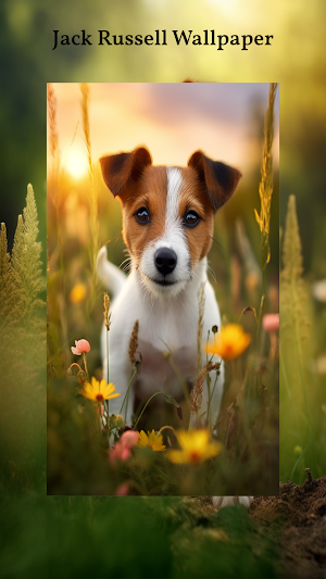 Jack Russell Terrier Wallpaper Screenshot 1