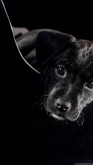 Cute Pets Wallpapers 2021 - HD Screenshot 1