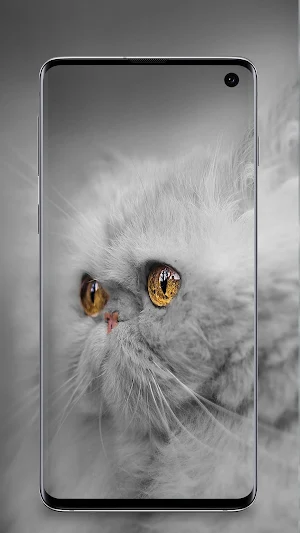 Grey wallpapers - black and white backgrounds Screenshot 2