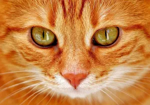 Kitten wallpapers Screenshot 2