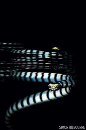 Banded Krait Snake Wallpapers Screenshot 0