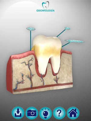 Odontología SR Screenshot 3