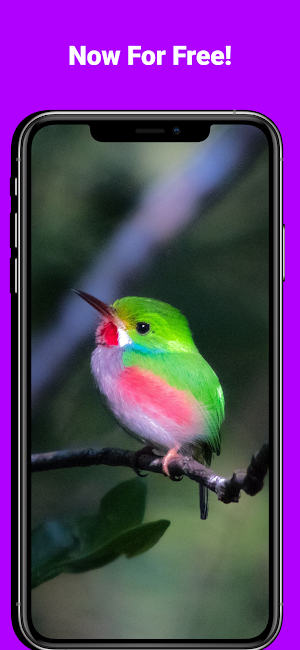 Beautiful hd bird wallpapers Screenshot 3