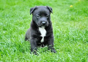 Dogs wallpapers Screenshot 0