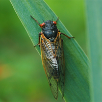 Cicada Sounds