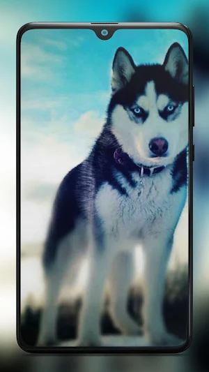 Siberian Husky Dog Wallpapers Screenshot 1