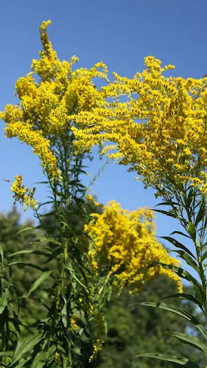 Goldenrod Wallpaper Screenshot 0