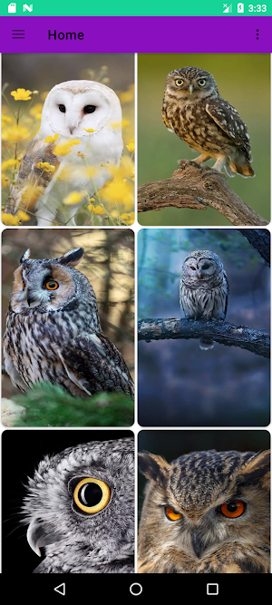 Owl Wallpapers 4K Screenshot 0