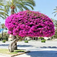 أنواع أشجار الزينة
