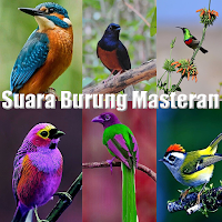 Suara burung masteran