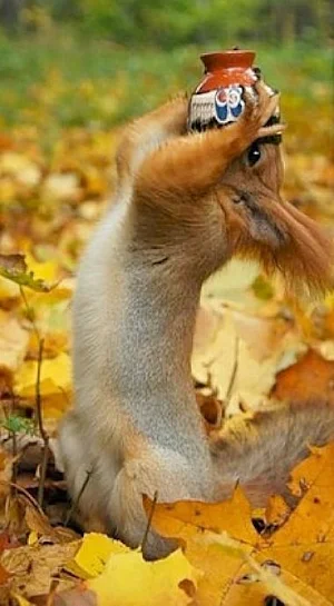 Funny squirrels Screenshot 2