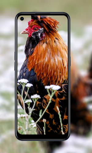 Wallpaper animal chicken HD Screenshot 1