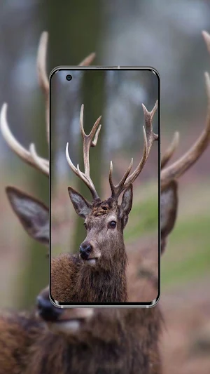 Deer Wallpaper Screenshot 1