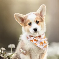 Corgi Dog Wallpapers