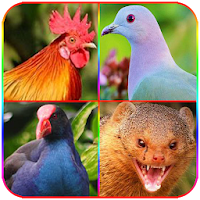 Suara Pikat Burung dan Hewan L