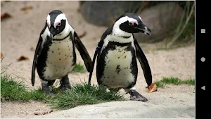Beautiful Penguin Wallpapers Screenshot 1