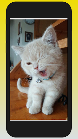 Cat Super HD Wallpaper Screenshot 3
