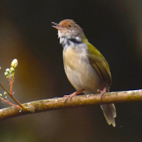 Tailorbird Sounds