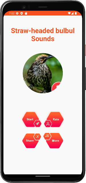 Straw-headed bulbul bird sound Screenshot 1