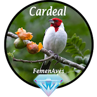 Canto Fêmea de Cardeal