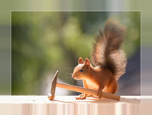Squirrels Screenshot 2