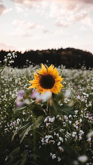 Flowers Wallpapers Screenshot 3