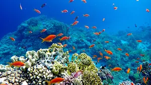 Coral Reef TV Screensaver Screenshot 3