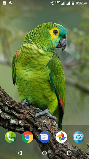 Parrot Wallpaper Hd Screenshot 1