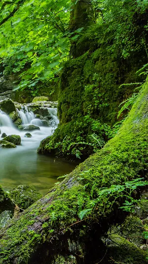 forest stream live wallpaper Screenshot 0